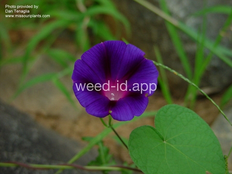 morningglory, tall